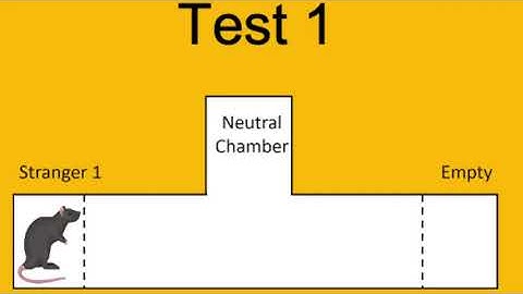 Three-chambered social test