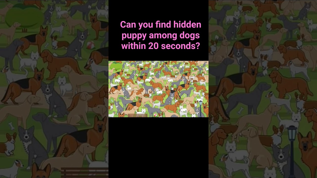 Optical Illusion for IQ Test: Only a Genius can Spot Hidden Puppy Among Dogs ###Short Video ###