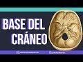 BASE DEL CRÁNEO ANATOMIA ¡fácil explicación!  | Mentes Médicas