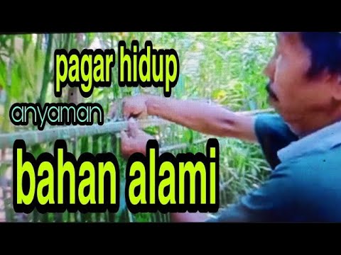 Video: Cara Menumbuhkan Pagar Hidup Di Taman