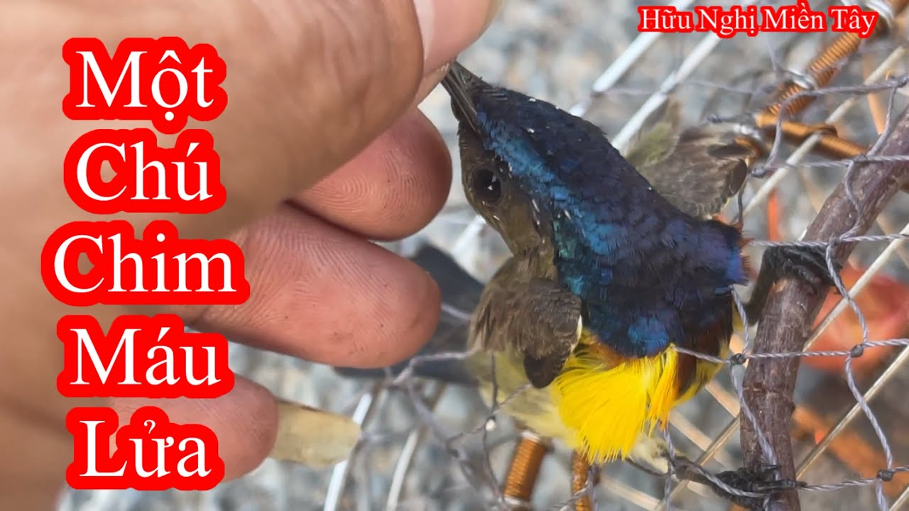 Khi chỉnh lại cầu tử và đi bẫy chim sẽ như thế nào ?