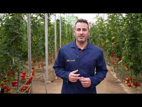 Sergio Gázquez Trial Technician de Tomate Fresco en BASF Nunhems