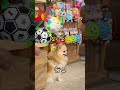 おもちゃに出会ってしまったポメラニアン
