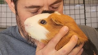 Why Your Guinea Pigs Smell Bad