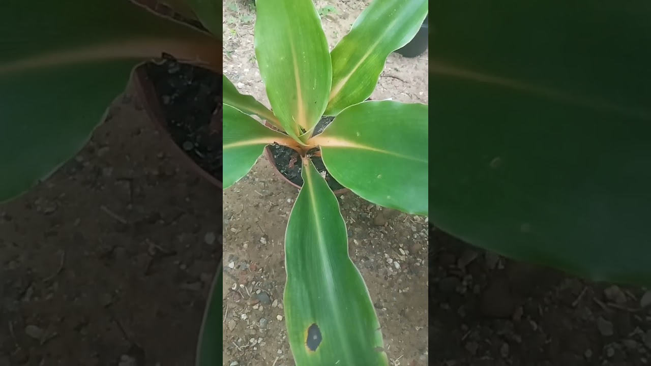 100 /50 පැල kavee plants වෙතින්🥰❤07777073 80