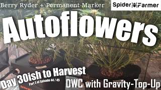 How I Grow -46- DWC Problems -Berry Ryder and Permanent Marker Autoseeds- Spiderfarmer SE4500