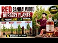 Red Sandalwood Plants 🌱 3–14ft | Price in Lakhs 💰 | Best Future Investment?