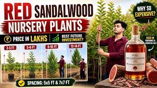 Red Sandalwood Plants 🌱 3–14ft | Price in Lakhs 💰 | Best Future Investment?