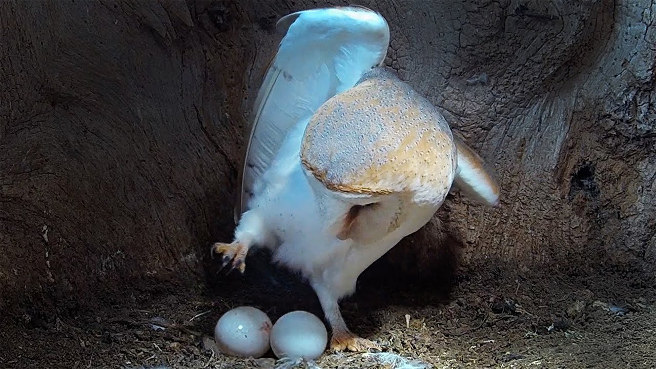 Play: Barn owl nest cam: Gylfie lays an unusually small clutch of eggs