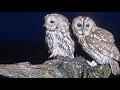 Where Did Bomber The Tawny Owl Spend the Weekend? The Role of Males During Brooding | Plus LIVE Q&As