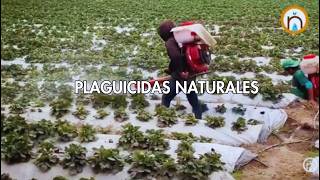 Plaguicidas naturales
