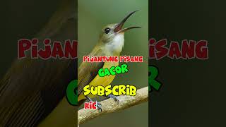 Pijantung Pisang Gacor kicaumania burung masteranjernih pijantung