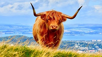 🐮 Highland Cows & Sottish Folk Music ✨ | Beautiful Relaxing Nature Video | 4K