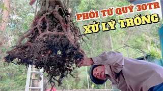 Chú Sáu Bình Dương hướng dẫn phá bầu trồng chậu cây phôi mai tứ quý khủng bonsai chơi tiểu cảnh đẹp