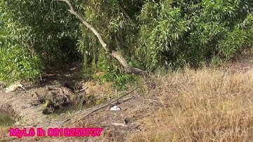 Cần bán nhanh DT 6 công 5 giá 100 triệu 1 công thuộc huyện mộc hóa tỉnh Long An