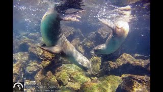 Galapagos Travel Snorkeling with Sea Lions Around Santa Fe Island