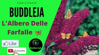 Garden plants: Buddleja Davidii butterfly tree