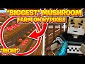 Building a *MASSIVE* NEW Mushroom farm!! -- Hypixel Skyblock