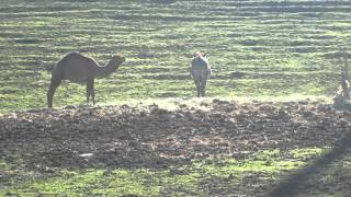 Camel Zebra And Donkey In Field