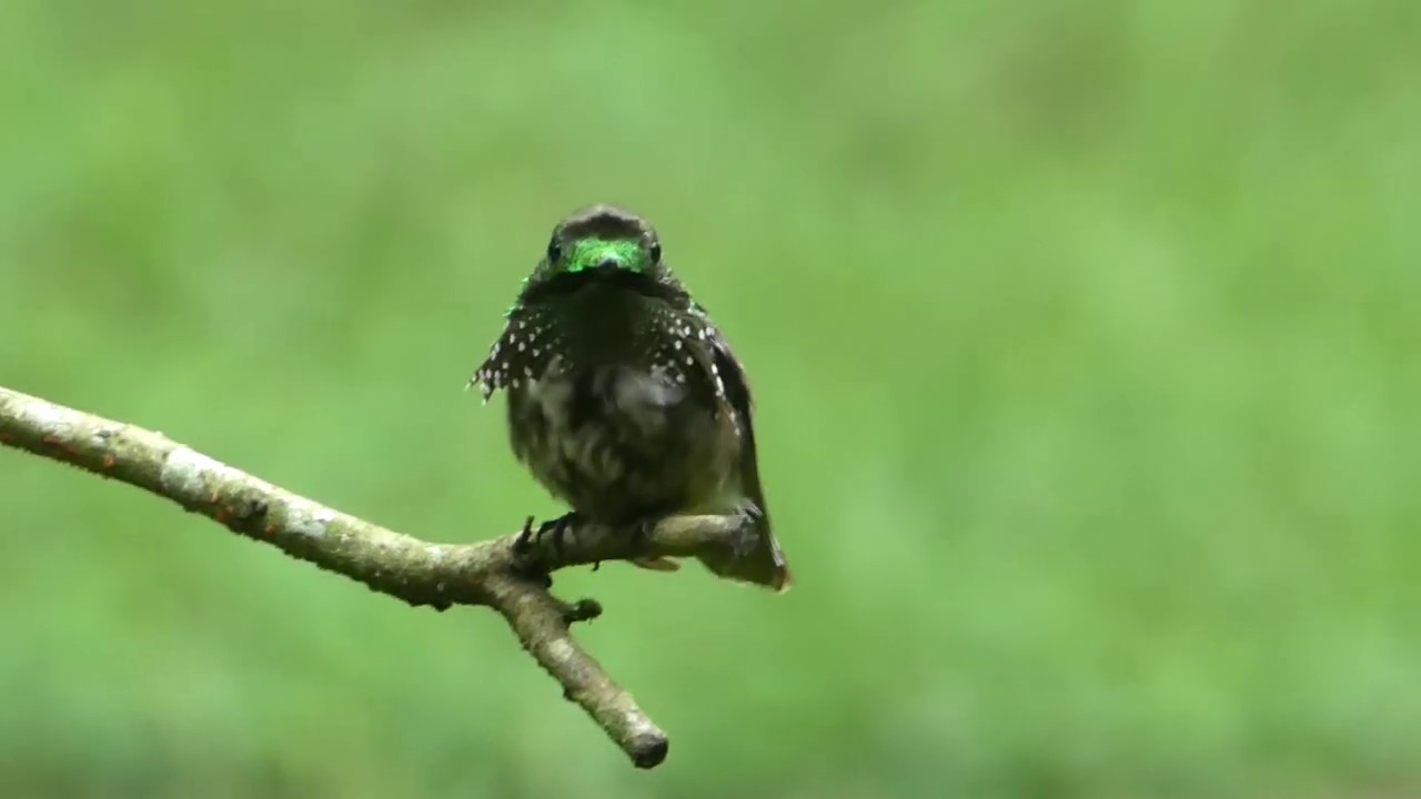 Festive Coquette (Lophornis chalybeus) 