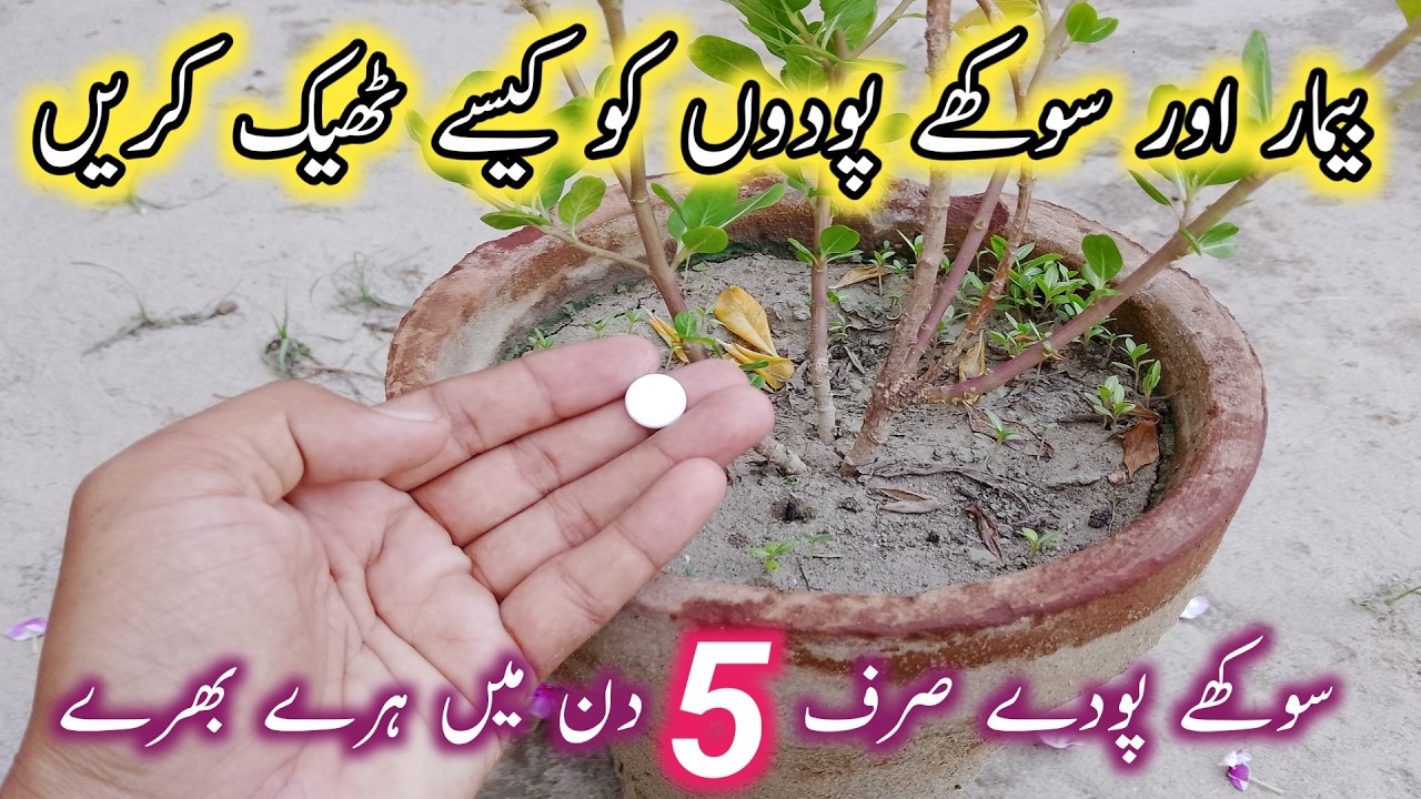 How to make organic fertilizer and fungicide for plants | Sukhe plants ko kaise theek karen