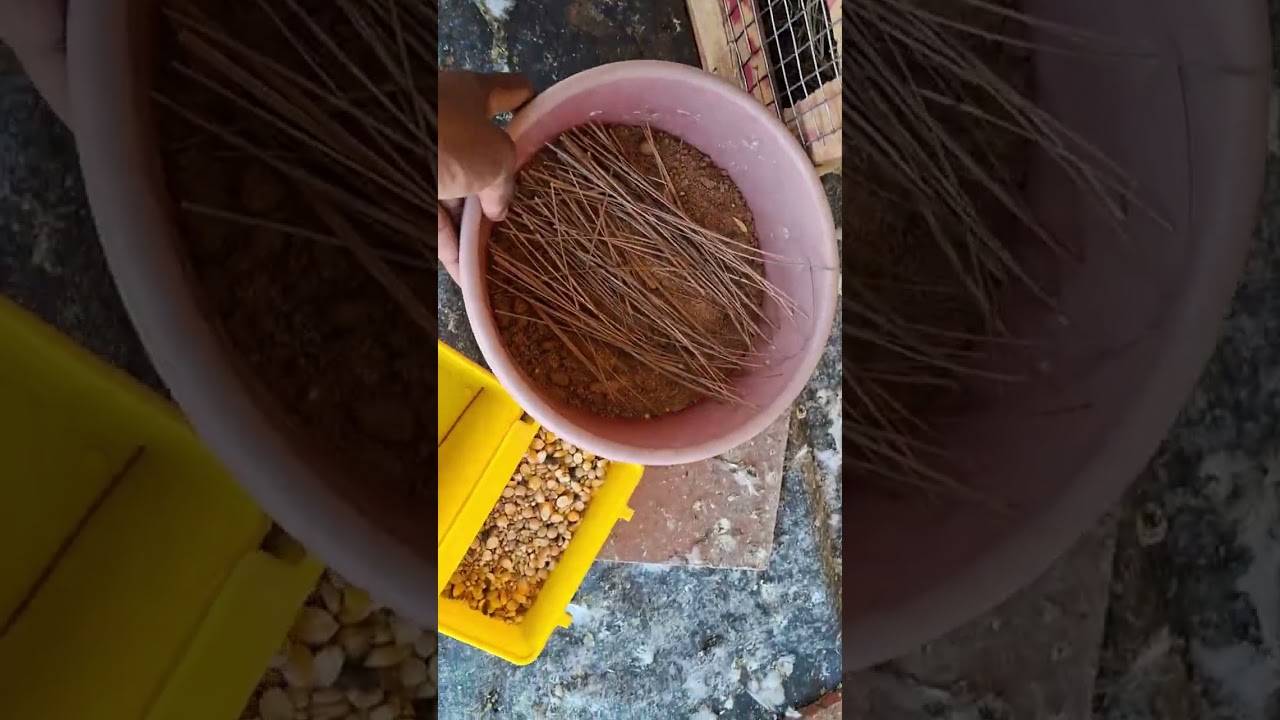 Hi friends 🧡 Today’s update – a new pair of pigeons for breeding. 🕊️ #BNANIMALSSHOP