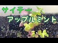 サイテーアップルミント
