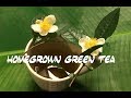 Homegrown Green Tea- From Camellia to Cup.