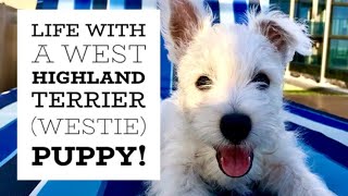 We got a West Highland Terrier (Westie)