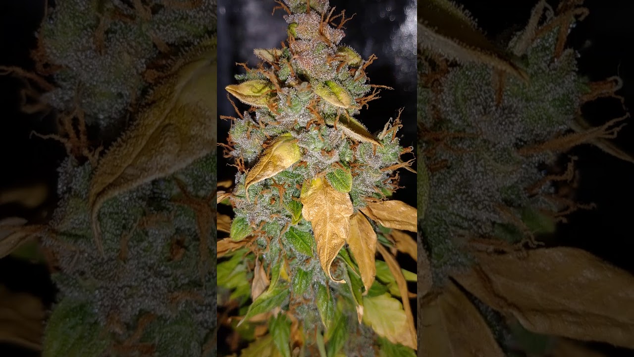 Fin del PRIMER SEGUIMIENTO indoor 80x80