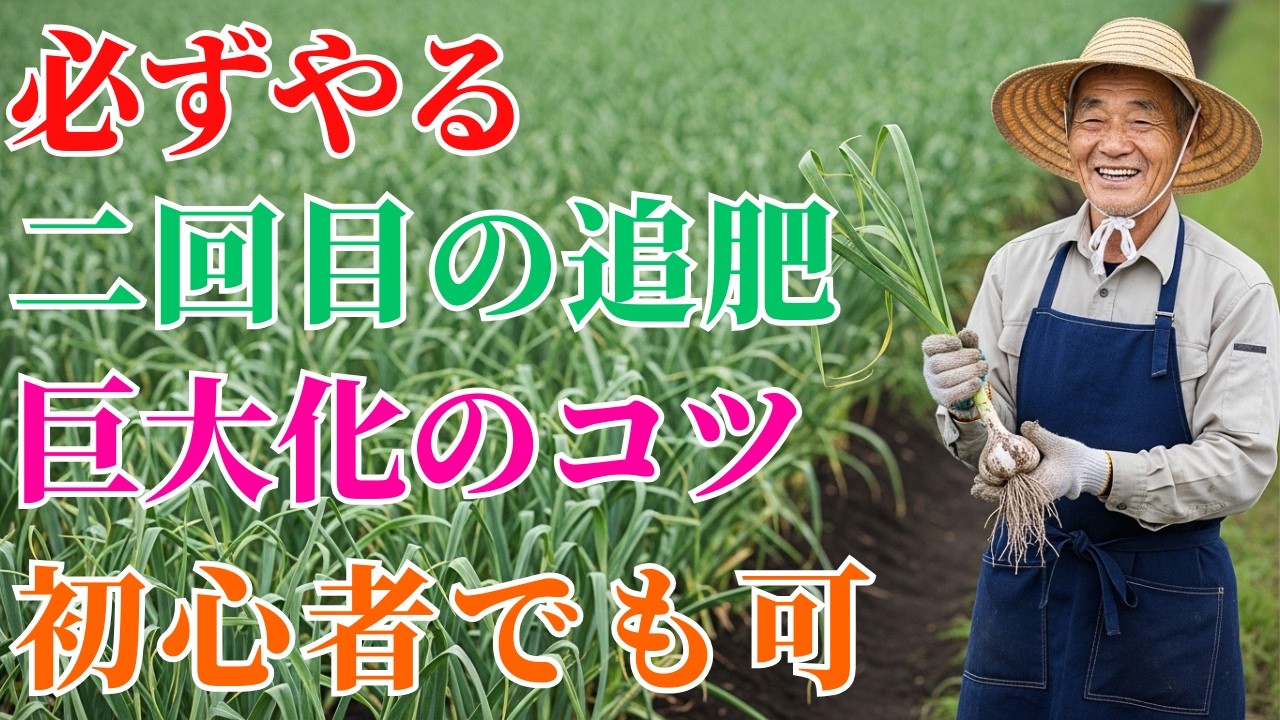 家庭菜園で差がつくニンニクの二回目の追い肥はタイミングがすべて中心葉のサインと失敗しない量と与え方