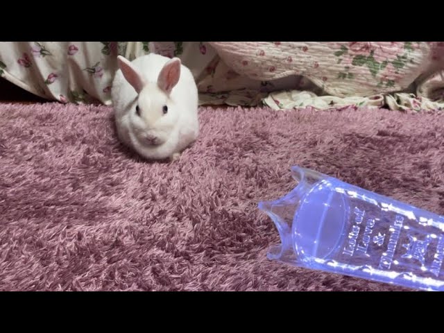 さくちゃん遊んでー👑🔵🔴🟢🟡🟣 - YouTube