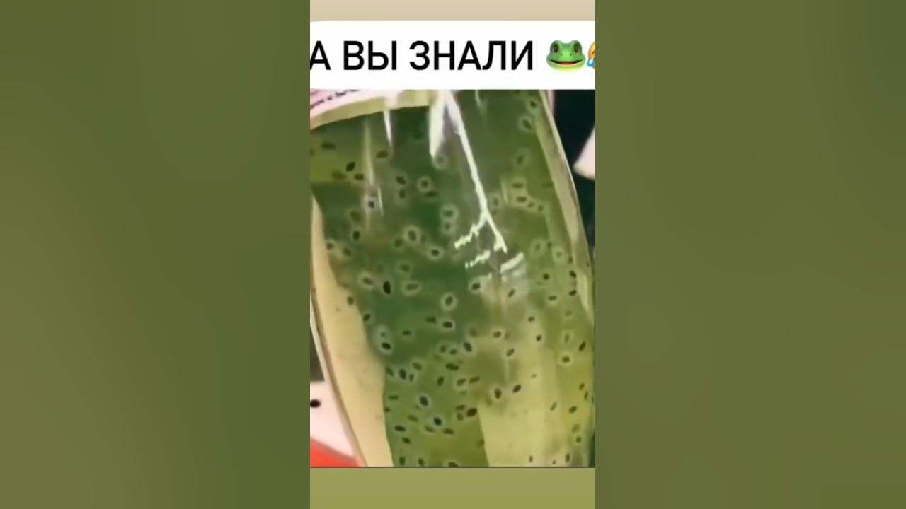Лягушкин сын. 😂😂😂 #shorts - YouTube