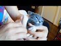 How to Cut Kitten Nails: Kitten Burrito to clip Butter's LONG NAILS!