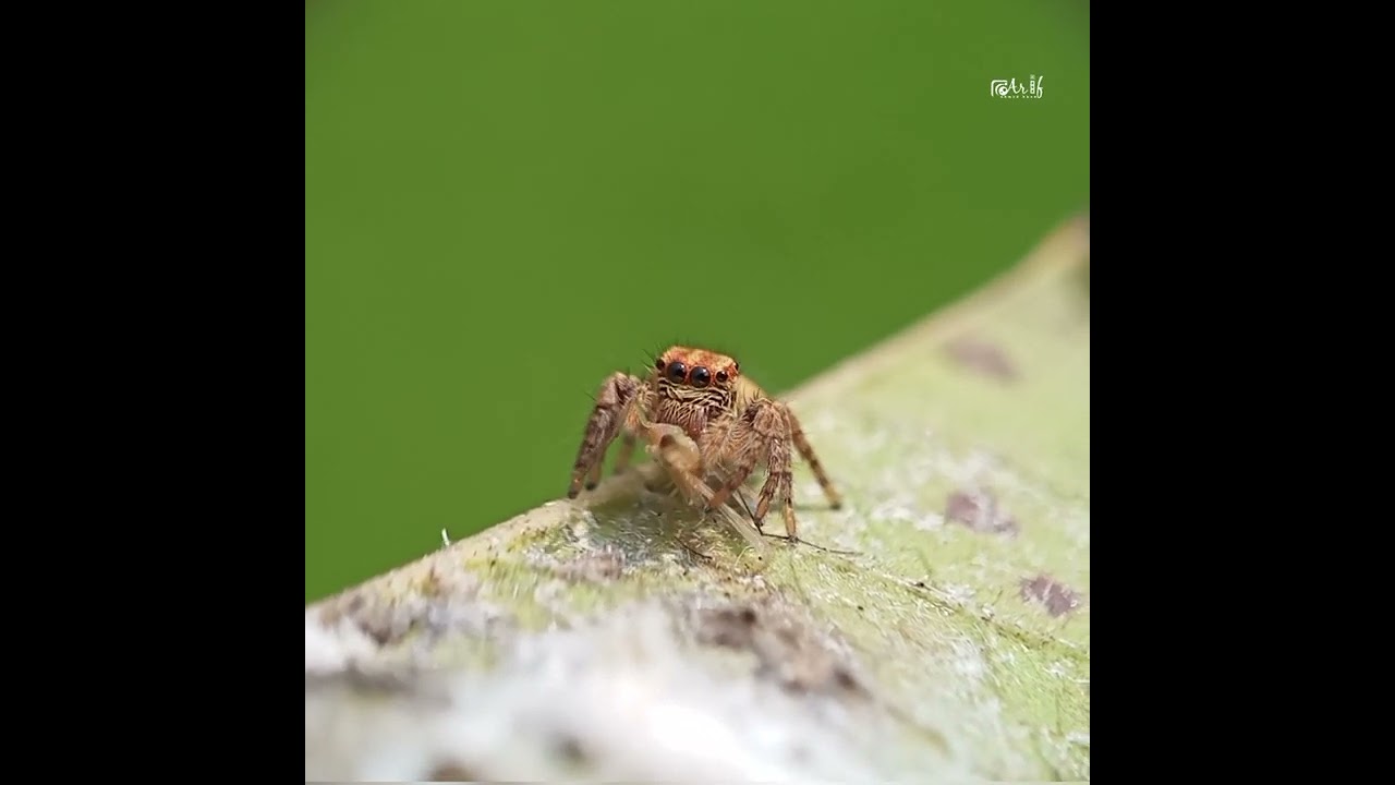 jumping spider killed mayfly | Realme C3 | prosumer sony 20mm extreme macro lens 
