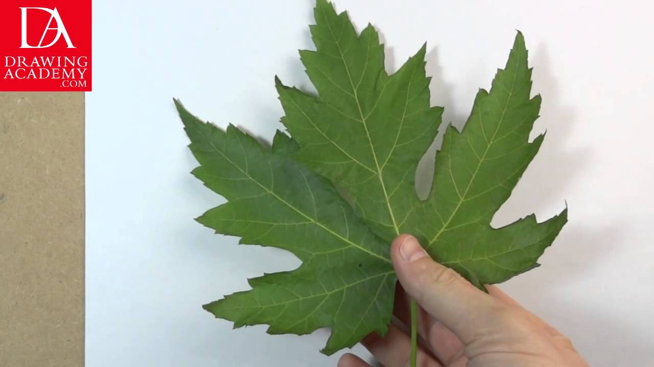 How to Draw a Leaf presented by Drawing Academy .com 28 - YouTube