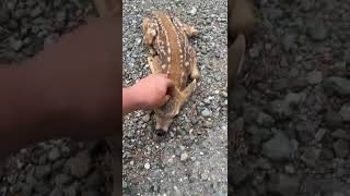 Yavru Ceylan Kendisini Sevdirmek İsterse