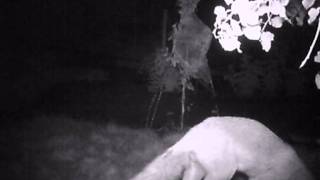 Fox spooked by owl
