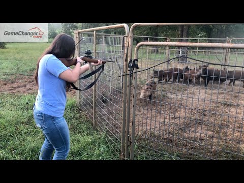 Trapped 10 Wild Hogs / Game Changer Jr Pig Trap / Best Hog Trap / Hog Trapping /Wild Boars