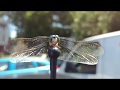 Jw burrell invented iphone gets 4k uof dragonfly inches away on car antenna in manual mode