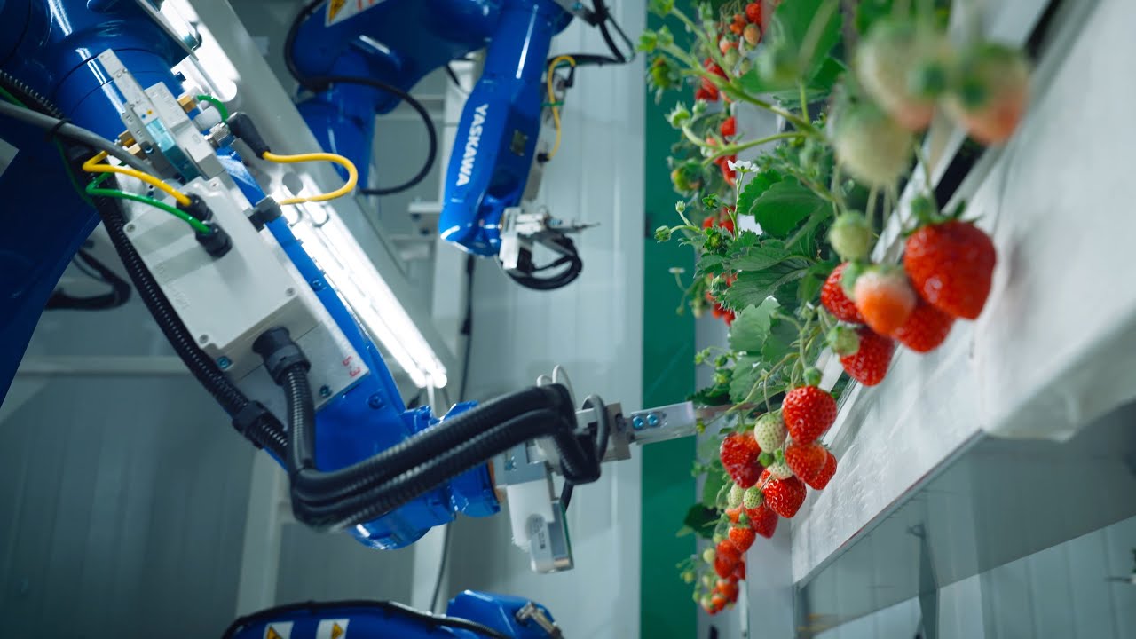 Oishii opens solar-powered facility to grow '20x' more strawberries