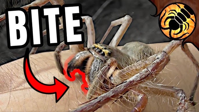The Giant Huntsman is NOT the Biggest Spider - YouTube