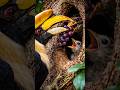 Hornbill Dad Brings Grapes to His Sealed Family 🍇🦜