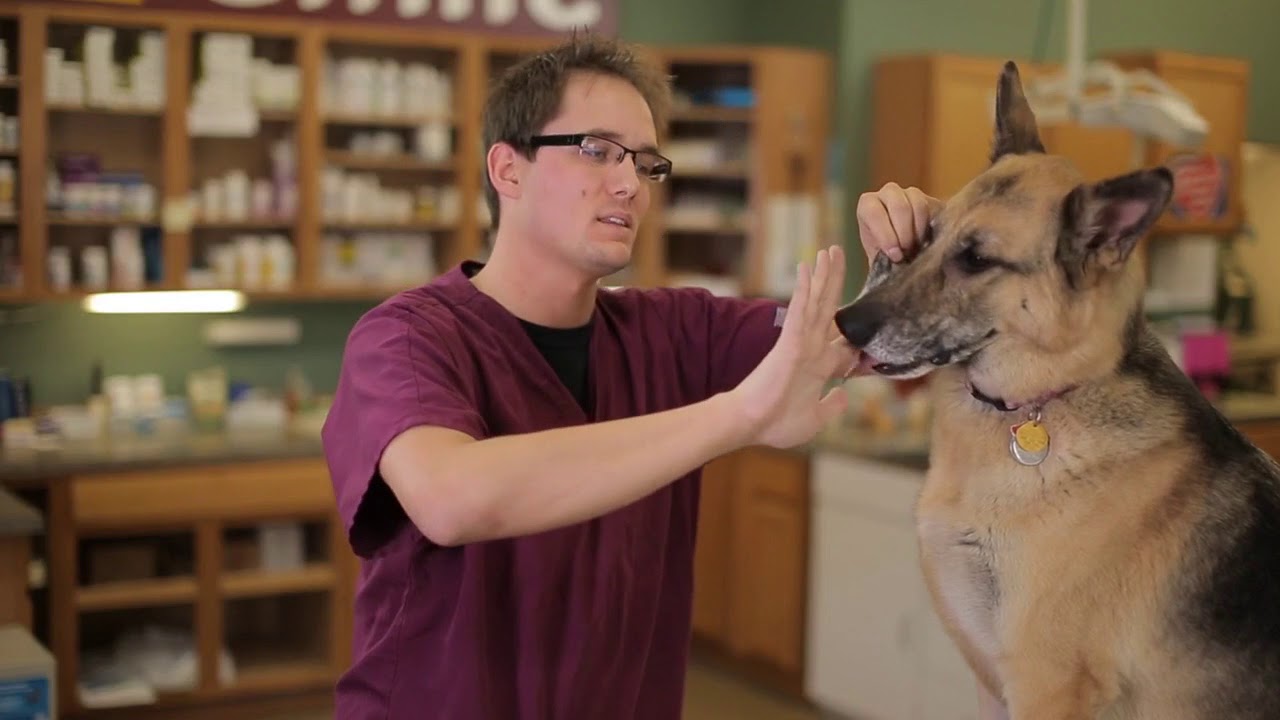 How to Care for Your Dogs Teeth