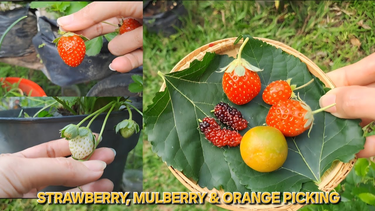 STRAWBERRY, MULBERRY & ORANGE PICKING || PETIK STRAWBERRY ,MULBERRY & JERUK SONKIT