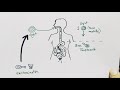 Entamoeba histolytica life cycle ( English ) | Amoebic dysentry | parasitic protozoan