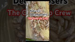 Nature’s Clean-up Crew in Action #nature #naturelovers #naturelove #natural #decomposers #compost