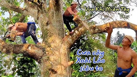 Vua Khỉ Miền Tây Cưa Cây Xoài Siêu To Lâu Năm Trong Vườn Cây Ăn Trái (P1)