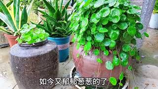 招财进宝铜钱草侵略性很强大号称剪不死。打造楼顶花园。  #種植