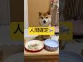 そうめんも売ってた😳#柴犬 #豆柴 #shibainu #犬 #犬のいる暮らし #shorts